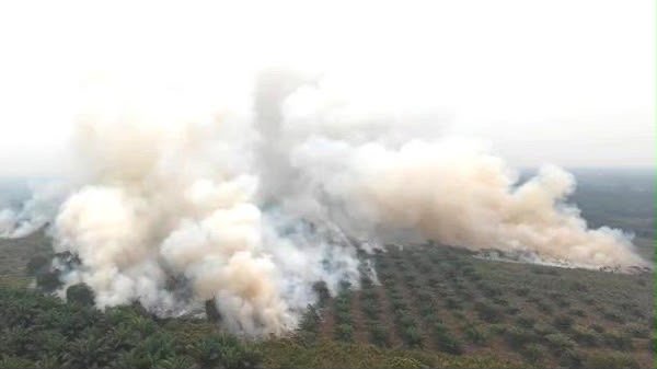 Lahan TNTP Membara 513,8 Hektare, Karhutla Kalteng Terbesar se-Indonesia
