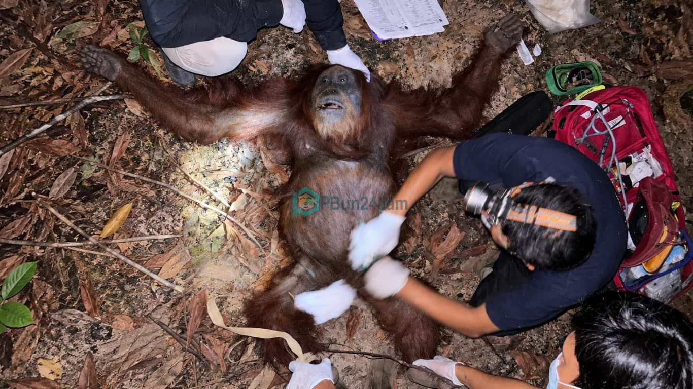 Terdesak Asap Karhutla, Orang Utan 'Zahra' Usia 30 Tahun Dievakuasi BKSDA di KM 14 Jalan Lintas Pangkalan Bun-Kolam